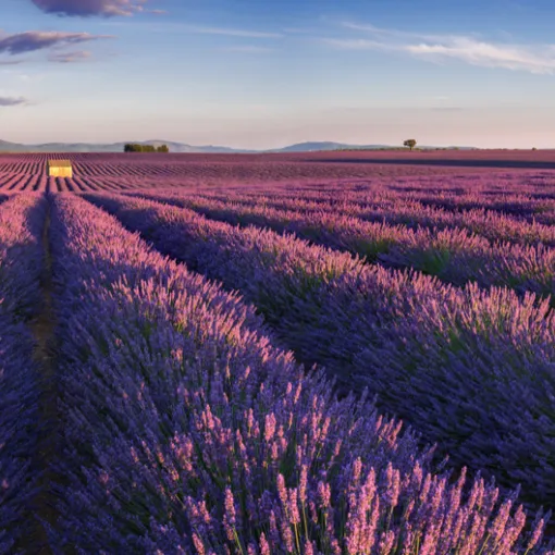 champ_de_lavande